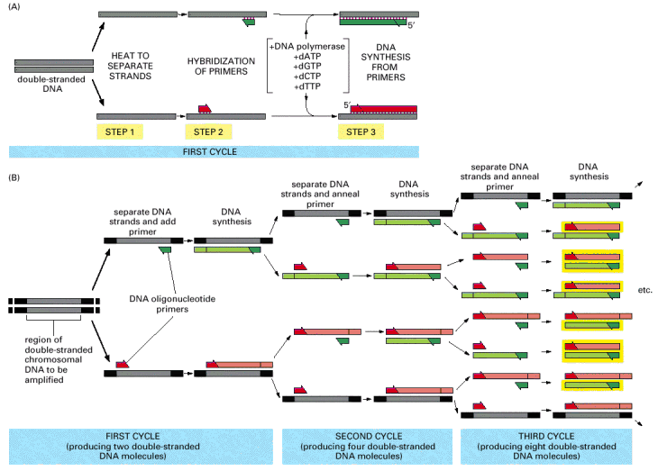 PCR