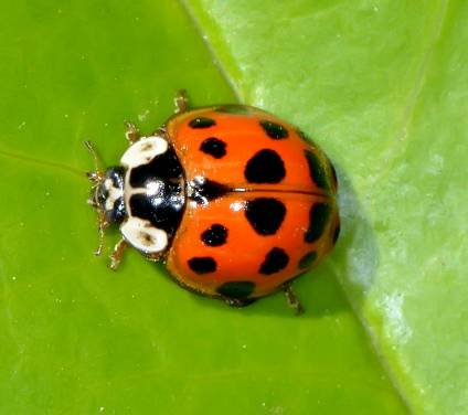 Coccinelidae (8) Nephus sp.