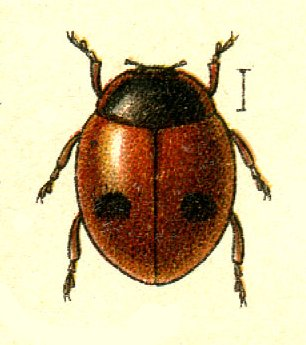 Stethorus