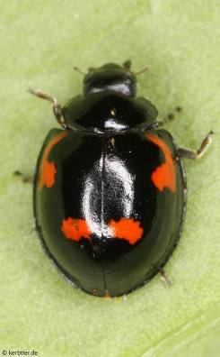 Coccinelidae (14)