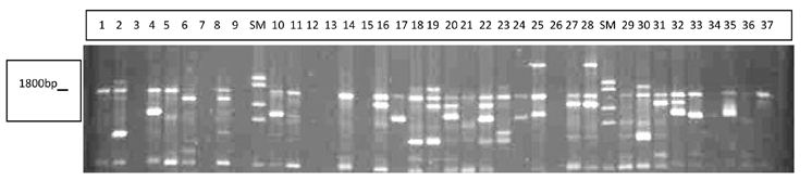 1391 تابستان شماره 2 8 جلد نباتات اصالح و زارعت مجله ستونها مابقی و DNA اندازه تعیین نشانگر معرف چپ سمت از سی و ده ستون ناجفتAM2 نشانگر از شده تهیه نیمرخ شکل 1 - F2BC1 توده ژنوتیپهای دهنده نشان Fig