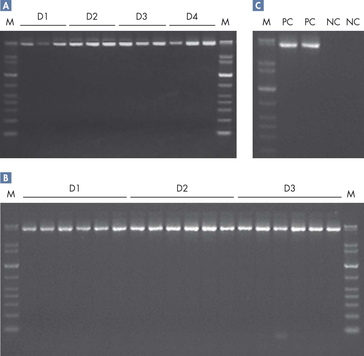 Ακεραιότητα DNA Προϊόντα PCR για την ενίσχυση μεγάλων τμημάτων DNA (5 kb) ενισχύθηκαν χρησιμοποιώντας το κιτ QIAGEN LongRange PCR (αντίδραση 50 µl).