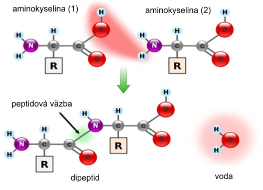 Peptidová väzba Väzba spájajúca dve susedné aminokyseliny v polypeptidovom reťazci sa nazýva peptidová väzba.