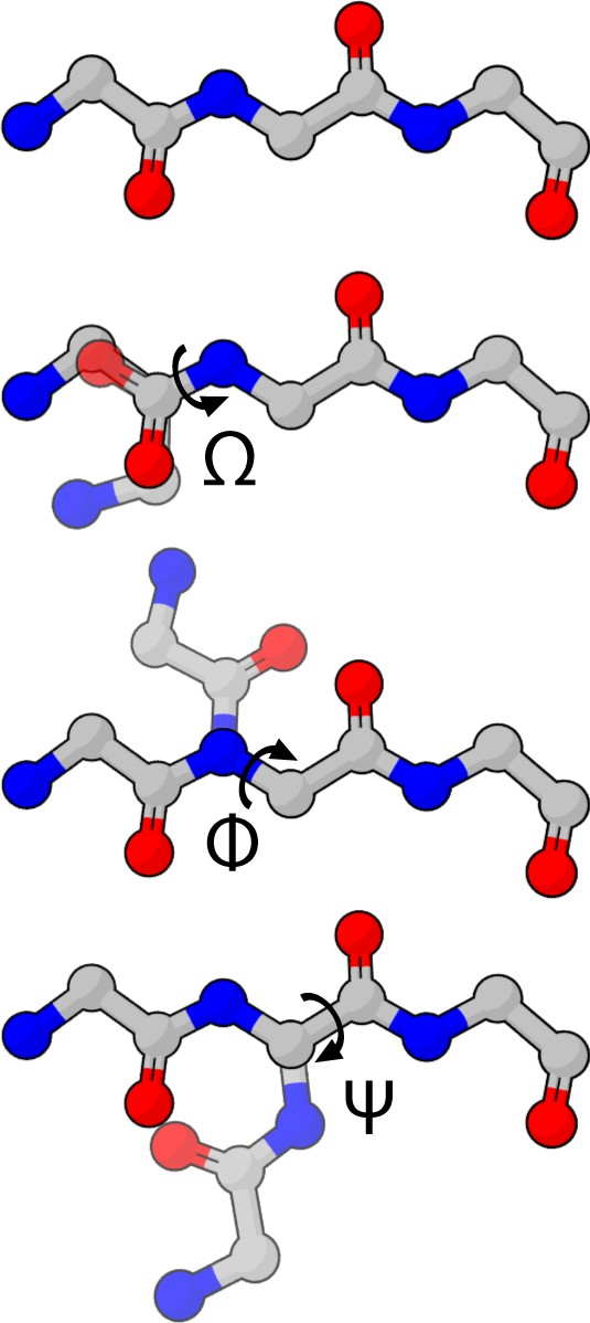 Geometria peptidovej väzby Rotácie možné okolo väzieb C-Cα (ψ), N-