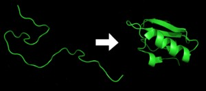 Zbaľovanie proteínov (protein folding) Protein folding je fyzikálny proces, v ktorom sa polypeptidový reťazec zbaľuje do charakteristickej 3D štruktúry pre daný proteín.