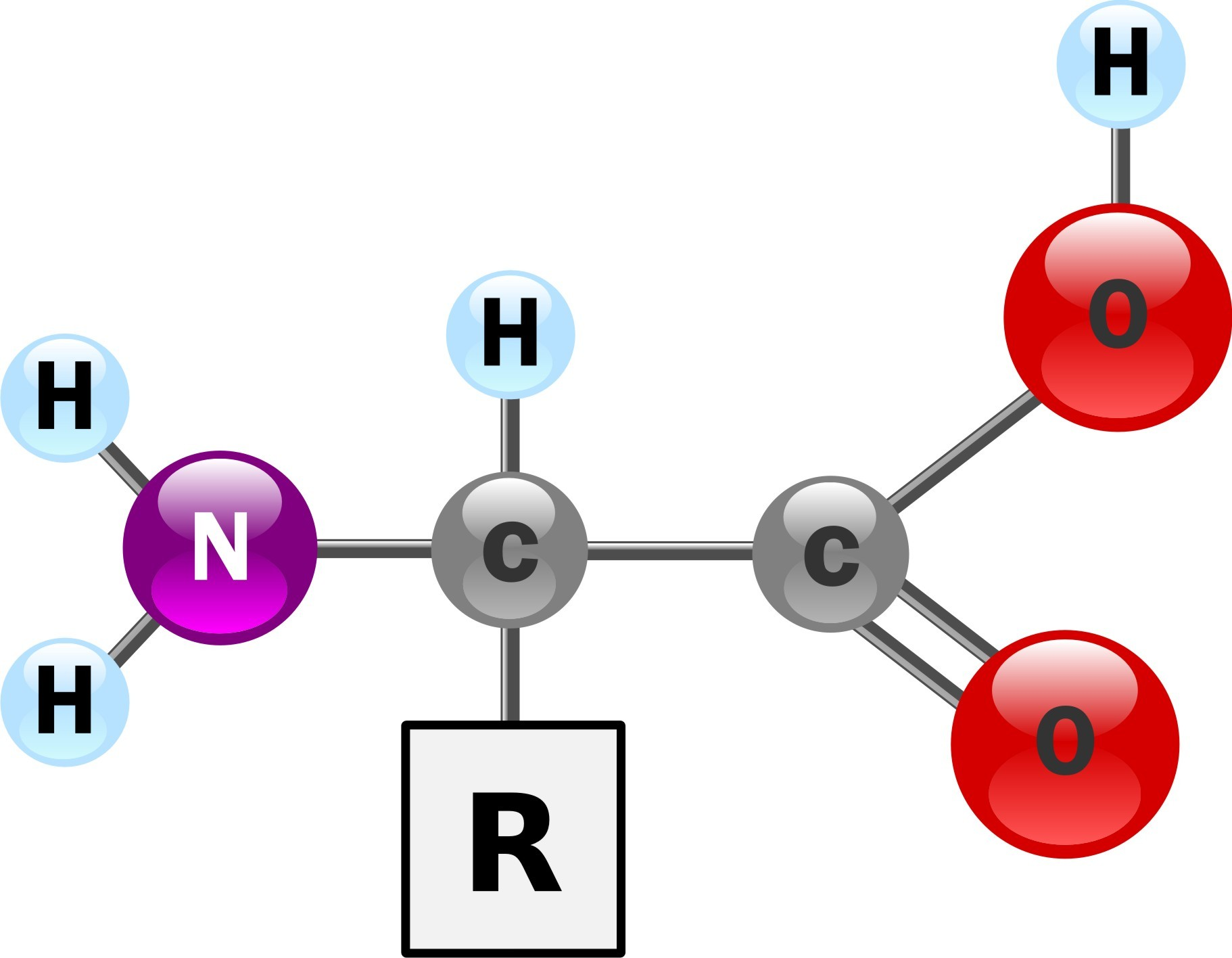 Bočné aminokyselinové reťazce sú rozdelené do troch kategórií: nepolárne, polárne bez náboja, polárne s nábojom.