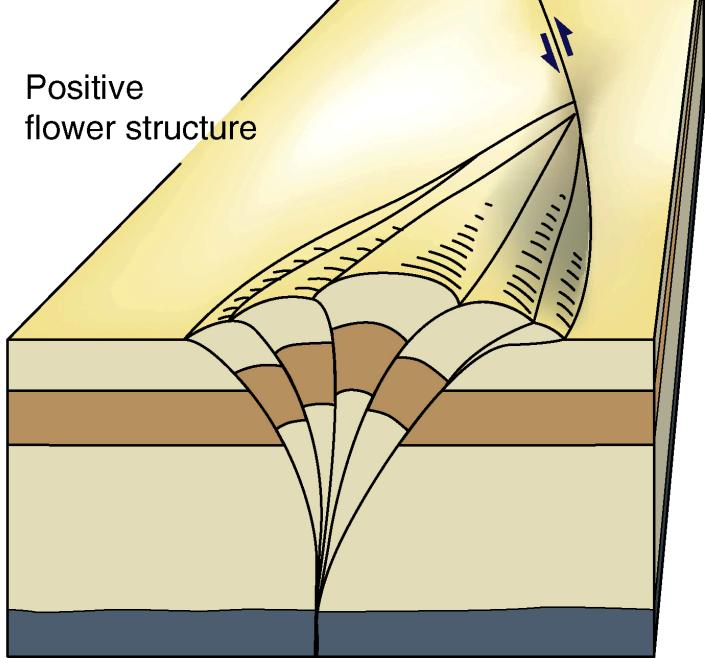 Ανθοδομές (flower structures) Στις καμπές βράχυνσης (restraining or contractional bends) και καμπές έκτασης (releasing or extentional bends): + κατακόρυφη συνιστώσα κίνησης,