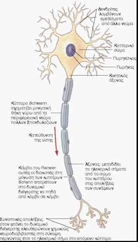 Νευρικός ιστός Τποδοχή διεγέρσεων και μεταβίβαση ώσεων Δύο βασικοί τύποι κυττάρων Νευρώνας: η βασική λειτουργική μονάδα του νευρικού