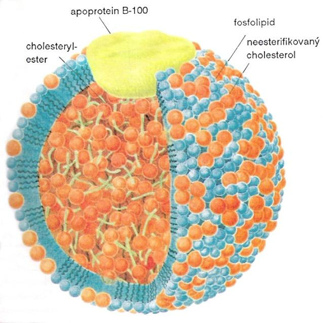 LIPOPROTEÍNY funkcia: transprt lipidv v krvi Typy lipprteínv: chylmikróny a ich zvyšky exgénne triacylglycerly (z ptravy) VLDL (very lw density lipprtein) - lipprteíny s veľmi nízku husttu endgénne