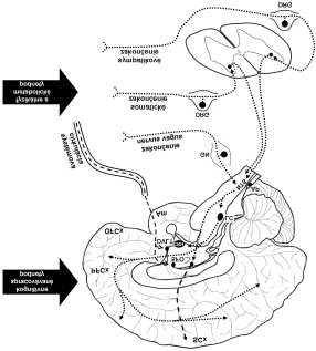 164 NEUROTRANSMITERY Obr. 5.8 Schéma prenosu informácií o pôsobení stresorov.