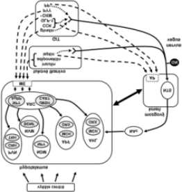 138 NEUROTRANSMITERY Obr. 5.1 Schematické znázornenie periférnych a centrálnych zložiek zúčastňujúcich sa na regulácii príjmu potravy. Periférne syntetizované látky(napr.