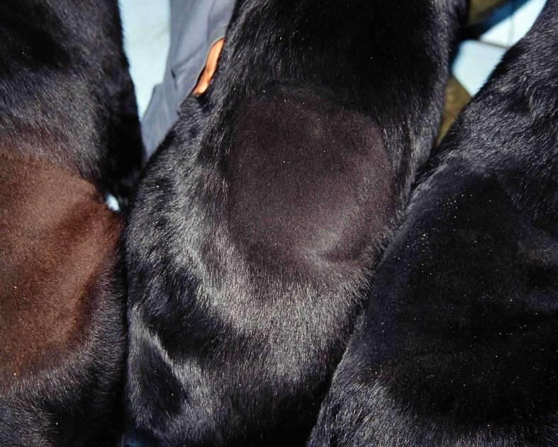 Nedovoljno crna ili previše crvena dlaka u pasa uzrok je vjerojatno neuravnotežena