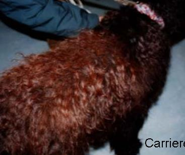 PIGMENT MELANIN KOJI DLAKU ČINI CRNOM Dovoljnom količinom fenilalanina ili tirozina u