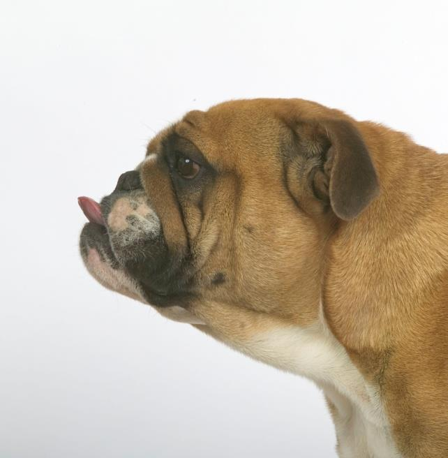 BHN Bulldog precizna formula pomaže