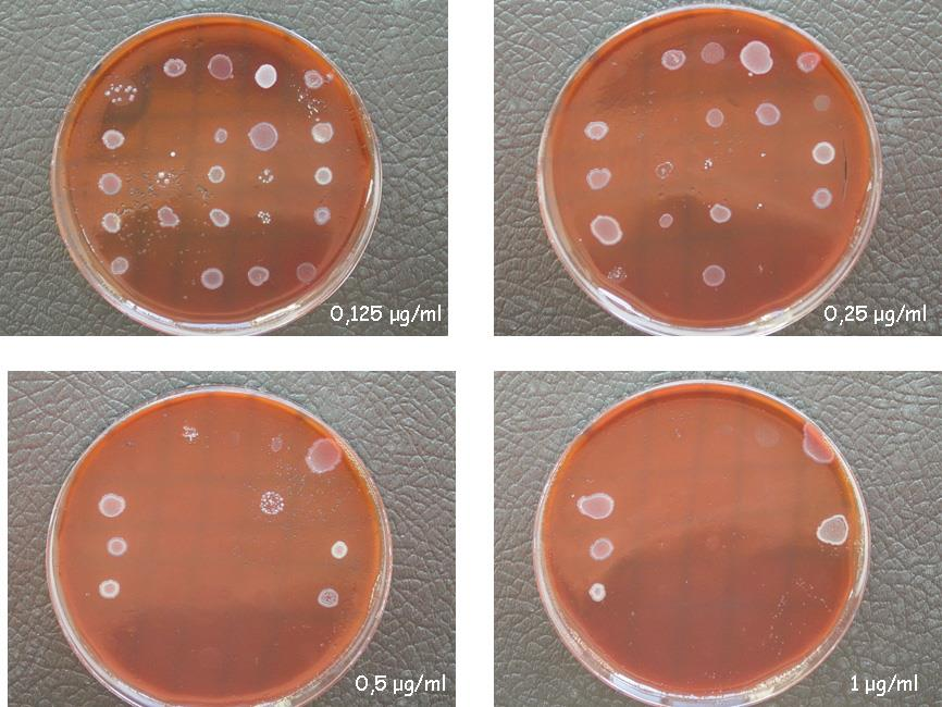 Μέθοδος αραιώσεων σε άγαρ (agar dilution) Μέθοδος αναφοράς