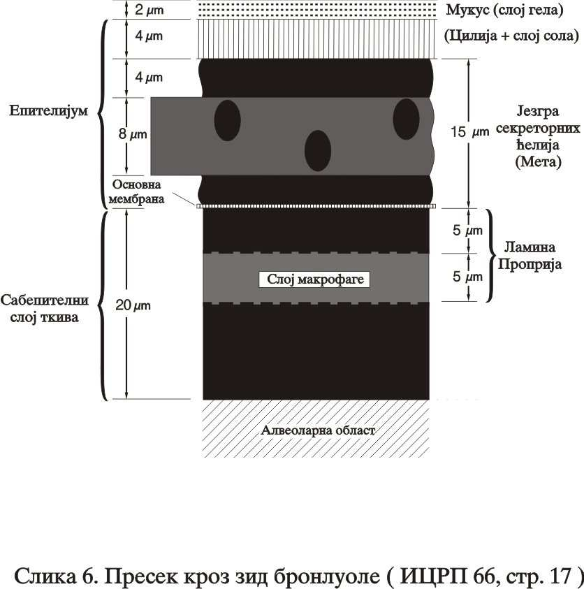 просечна дебљина мукоса (гел), 2 µm; просечна дебљина цилије, 4 µm; просечна дебљина епителијума (без цилије), 15 µm; просечна дубина језгра ћелија ризика, (4-12) µm. На слици 2.6.