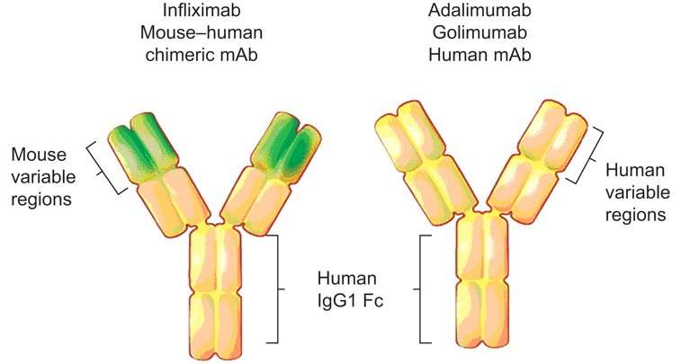 Golimumab Ανθρώπινο μονοκλωνικό IgG1κ αντίσωμα Παράγεται από