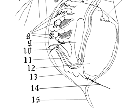 ΖΩΟ Τάξη: CLADOCERA