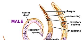 NEMATODA