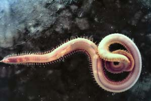 ANNELIDA