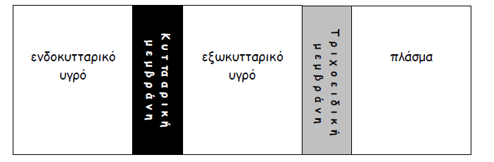 Τμ ελωθοηηάνημ ογνό θαη ημ πιάζμα είκαη δομ δηαθμνεηηθά ογνά ημο ζώμαημξ.