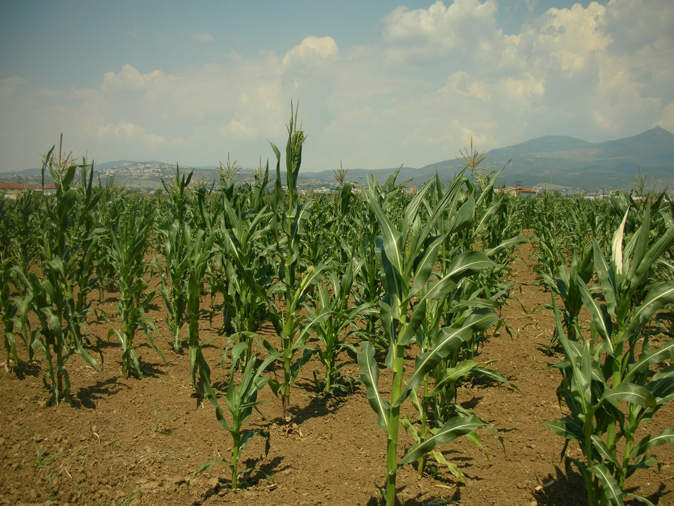 HONEYCOMB BREEDING TO RECYCLE THE SINGLE-CROSS HYBRID PR3183 ultra-low density (0.