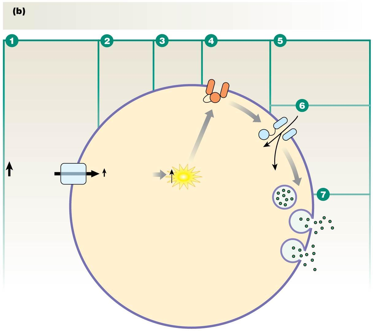 2013 Pearson Education, Inc. Visoka koncentracija glukoze u krvi. Metabolizam se intenzivira. ATP K ATP se zatvara.