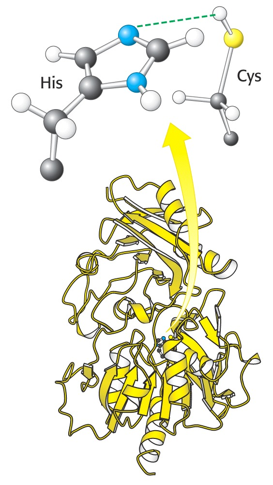 Η μικρότερη αλυσίδα (κίτρινη) διαθέτει το κέντρο υδρόλυσης της γλουταμίνης ( ) για την παραγωγή της ΝΗ3. Ημεγαλύτερη, διαθέτει δύο περιοχές σύλληψης ΑΤΡ (μπλε & κόκκινη).