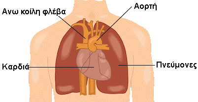 Κεφάλαιο 1 ο 1.1 Η θέση της καρδιάς Η καρδιά, είναι το κεντρικό όργανο της κυκλοφορίας. Είναι ένα κοίλο µυώδες όργανο, που δέχεται το αίµα πού προέρχεται από τις φλέβες και το ωθεί προς τις αρτηρίες.