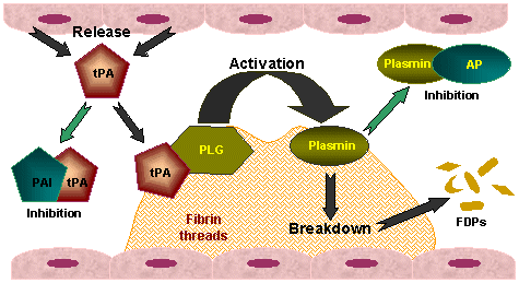 Πιθανές προ-θρομβωτικές δράσεις της Lp(α) Εμποδίζει την ινωδόλυση: Ομολογία στη δομή με το πλασμινογόνο (80%).