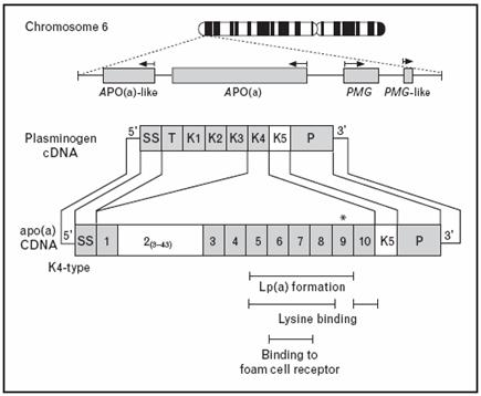 Απολιποπρωτεΐνη (α) Κωδικοποιείται από γονίδιο που βρίσκεται στο χρωμόσωμα 6, δίπλα στο γονίδιο του πλασμινογόνου.