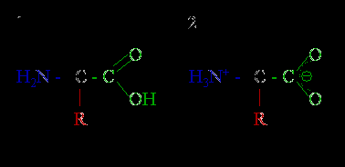 Za vse aminokisline razen glicina (R=H) je značilna optična izomerizacija in nastopajo v dveh izomernih oblikah; če je amino skupina na levi je to L absolutna konfiguracija, če pa je na desni pa D