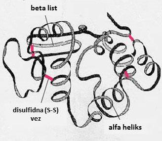 Slika 14: Primer terciarne strukture proteina z različnimi sekundarnimi strukturami (beta plošča, alfa veriga,) ter disulfidna vez kot značilnost primarne strukture.