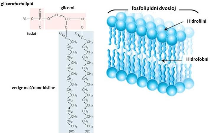 Glicerofosfolipidi (ali fosfogliceridi) so glavna lipidna komponenta membran. Sestavljeni so iz glicerola, in z estersko vezjo vezane fosfatne skupine ter dveh maščobnih kislin (Slika 17).