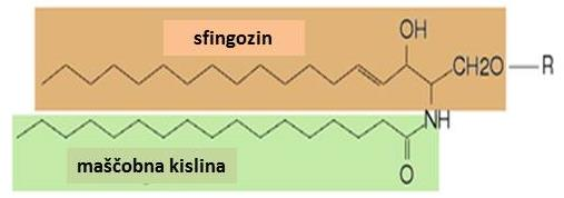 Preko fosfo diesterske vezi se lahko na glicerofosfolipide vežejo različne skupine; holin, etanolamin, serin, glicerol, inositol. Slika 17.