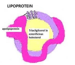 Lipoproteini Lipidi, kot so triacilgliceroli, fosfolipidi in holesterol, so v vodnem polarnem okolju slabo topni. Zato njihov transport v plazmi poteka v kompleksu s proteini.