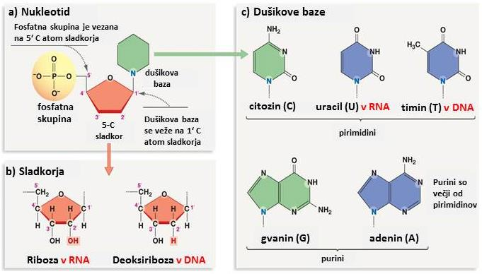 Razlike med DNA in RNA so podane v spodnji tabeli: Lastnost DNA RNA Struktura dvoverižna enoverižna* Baze adenin, citozin, gvanin, timin adenin, citozin, gvanin, uracil Sladkor deoksiriboza riboza *