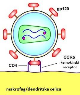 6 PCR reakcija in gelska elektroforeza (Genetski test za odpornost na AIDS) 6.1 TEORETIČNE OSNOVE Pri tej vaji bomo izvedli molekularno genetski test za naravno odpornost na AIDS.