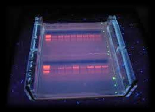 v 7 mikrotubic) ter tudi k vodi (negativna kontrola). Za vsako izmed 7 ponovitev izvajamo PCR pri različni temperaturi pripenjanja primerjev.
