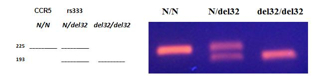 Slika 29: Shema in slika detekcije DNA na