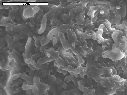 Φωτογραφίες της βιοµάζας (α) Mycan και των τροποποιηµένων
