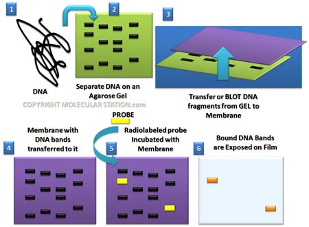 Πρόγονοι των microarrays Southern blot (DNA - DNA) - 1975 (Ed Southern)