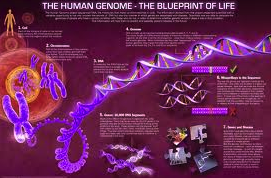Η πλήρης διαλεύκανσης της πρωτοδιάταξης του γονιδιώµατος του ανθρώπου περιγράφεται από τον όρο: Human Genome Project.