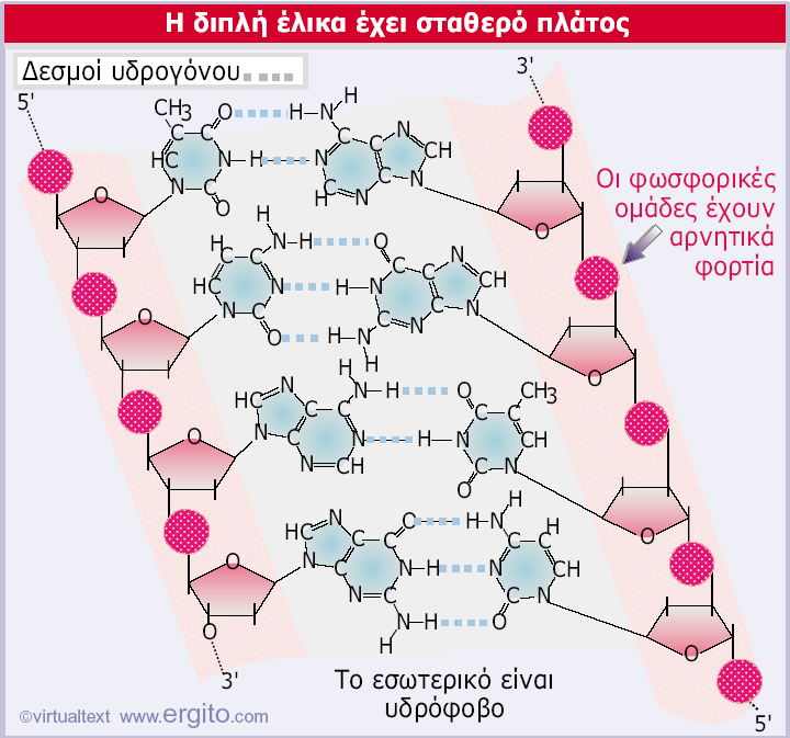 Το πλάτος της διπλής έλικας διατηρείται σταθερό, διότι στα συµπληρωµατικά ζεύγη βάσεων Α-Τ και G-C οι πουρίνες