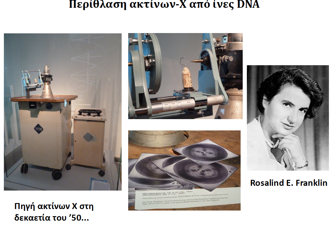 Οι δύο αλυσίδες του DNA σχηµατίζουν διπλή