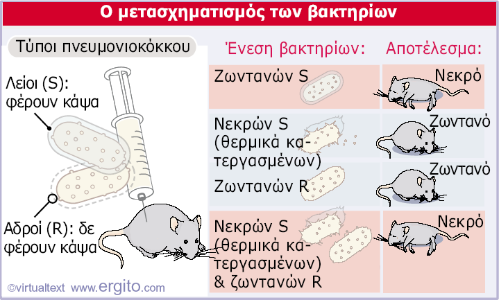 Τόσο τα νεκρά (µε θερµική επεξεργασία) βακτήρια S όσο και τα ζωντανά βακτήρια R δεν µπορούν να θανατώσουν ποντικούς.