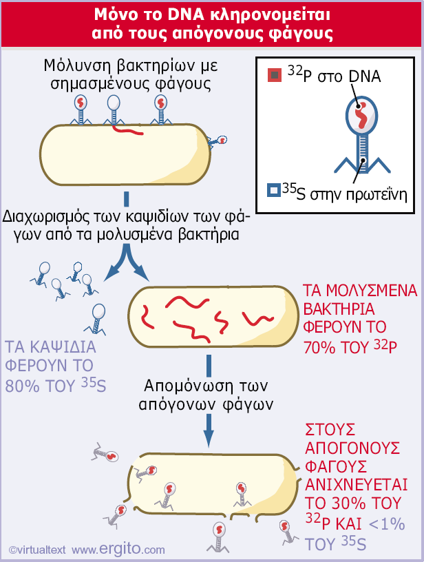 Το γενετικό υλικό του