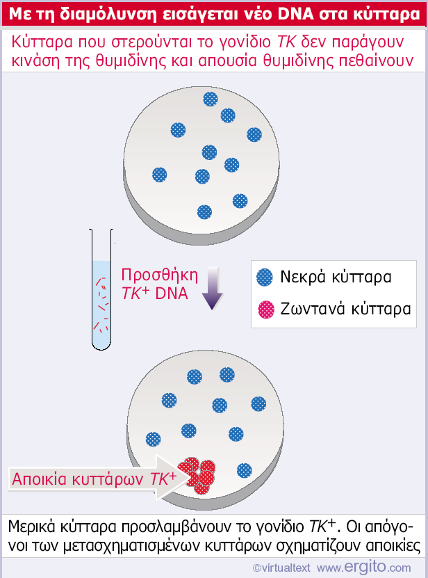 Τα ευκαρυωτικά κύτταρα µπορούν να αποκτήσουν νέο