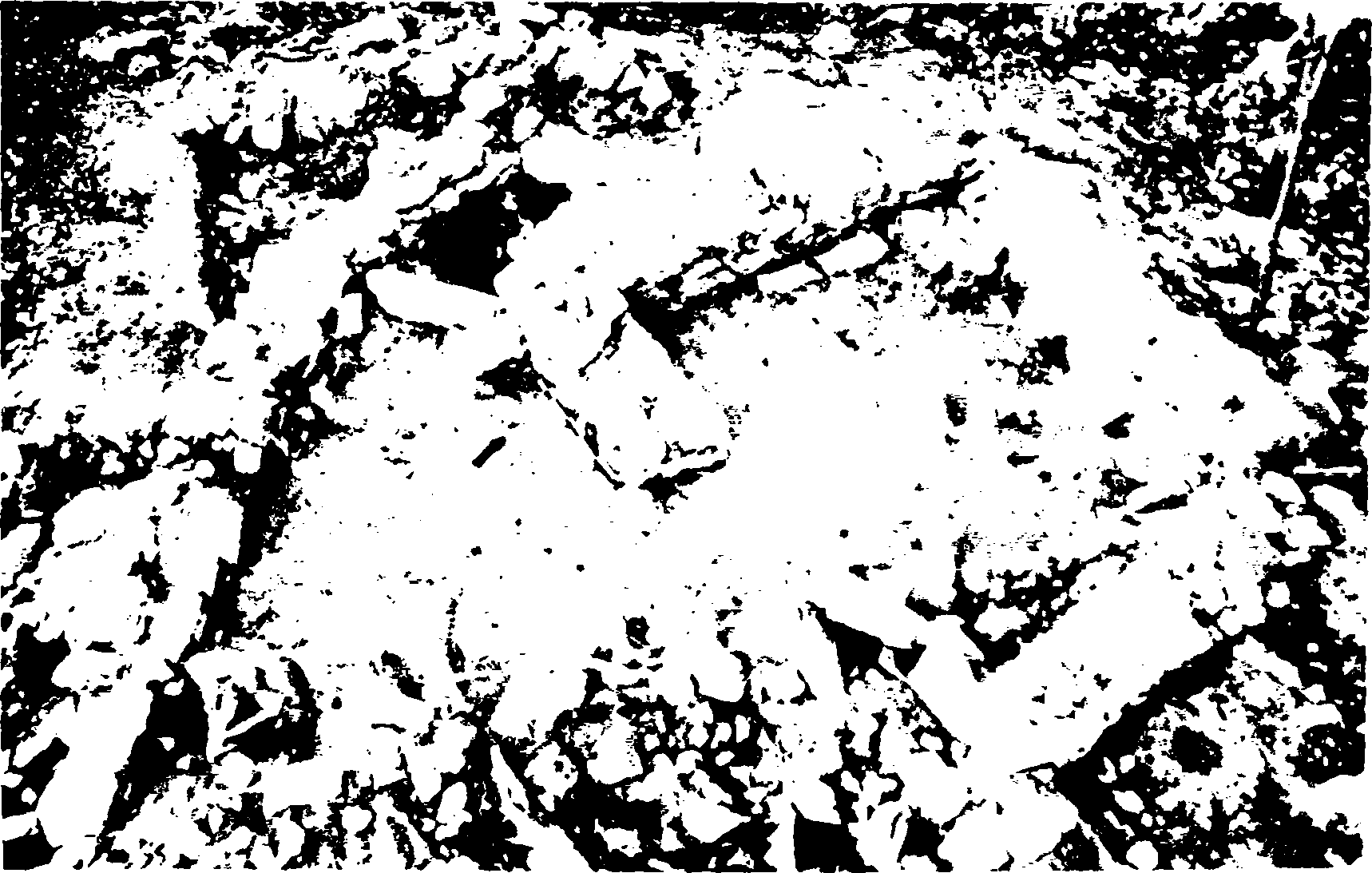 Φωτογρ. Κ. Ξενικάκης, Μάρτιος 2001. Εικ. 16. Σαλαμίς. Κανακια.