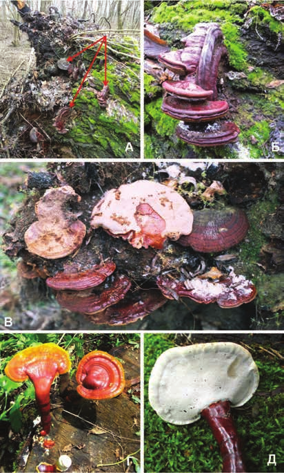 Слика 4. А Б В Ganoderma resinaceum; Г Д G. lucidum Figure 4.